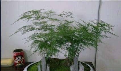  空气湿度@文竹爱黄叶，学了这5招，叶子绿的滴油！蹭蹭爬着长！