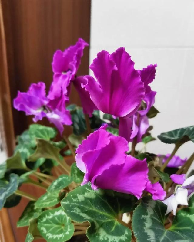  [技巧]养花技巧：这6种花千万别喷水，一喷水就烂叶，3天死翘翘！
