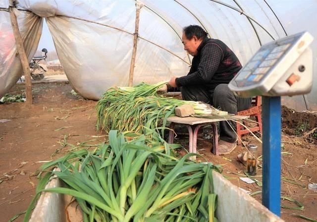  「种植蒜苗」农民种植一种蔬菜，2亩收入24000元，值得借鉴吗？