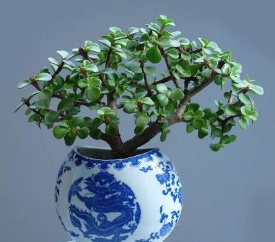 『值钱』“2种花”现在扦插合适,养护得当,1年成“老桩”,越养越值钱