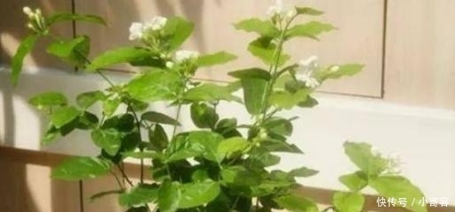 『三角梅』这4种爱“吃醋”的植物,1个月浇1斤醋,叶片油绿,还疯长不止