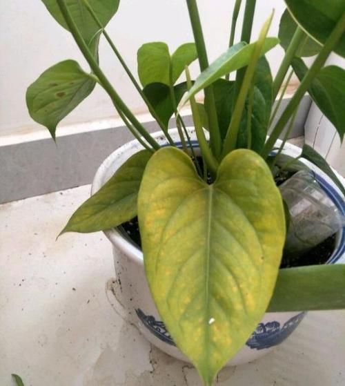  『红艳艳』红艳艳的“红掌花”开始发黄？4个原因，再不救治，飞快死翘翘
