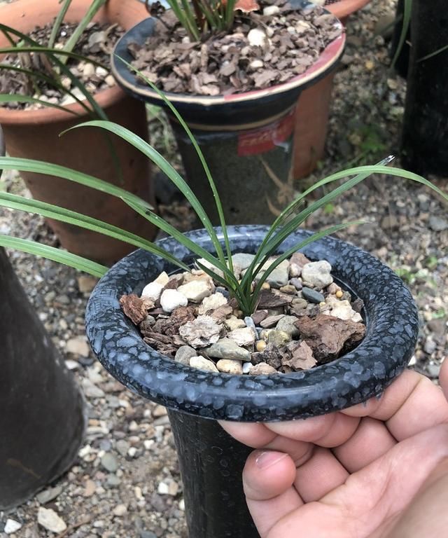  『越养越』春兰和蕙兰发新芽越养越短是怎么回事