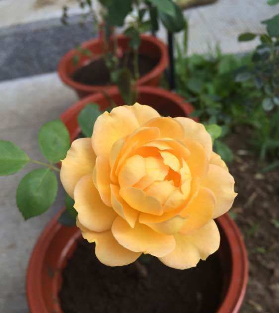  【小院】家有小院，种这些盆栽，沾水就疯长，茎壮花爆盆，懒人超好养
