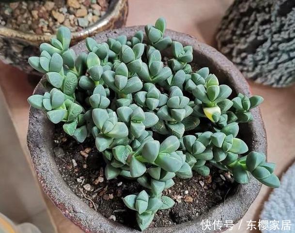  『海棠』养多肉不能多浇水？盆栽鹿角海棠做到3点，''水罐子''越长越旺