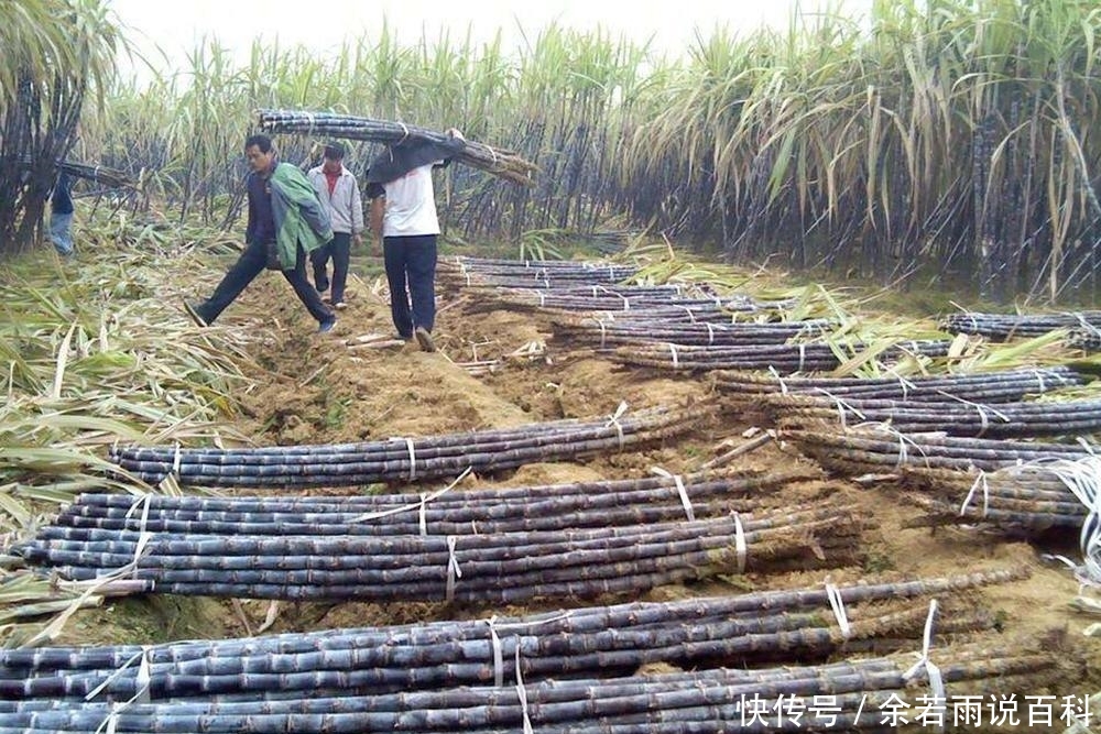 【愿意】价格一年比一年贵，1亩地可产8吨，不愁销路，但农民却