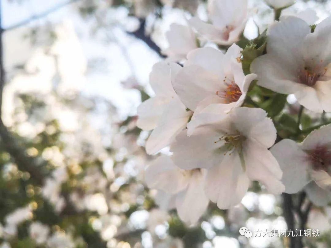  [樱花]美！湖口这里居然有十里樱花，你知道在哪吗？