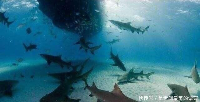  『出海』为何辽宁舰每次出海，后面都要跟一群鲨鱼？真相让人难以接受
