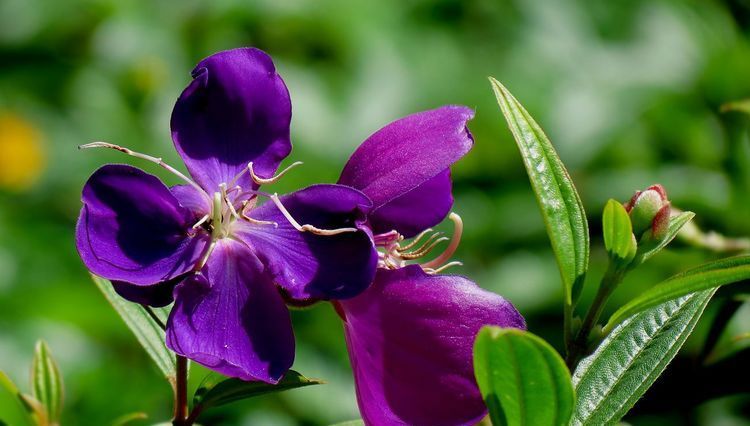  『花瓣』此花，花朵由五片花瓣组成，花色为玫瑰红色或粉红色。