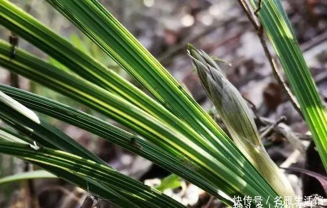 「顺利」下山兰当年不能开花?跟着我操作,保证可以顺利开花