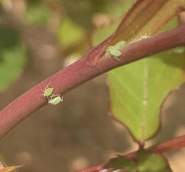  [白药]月季花遭殃了，被蚜虫大军包围，“小白药”伺候上，统统杀光光