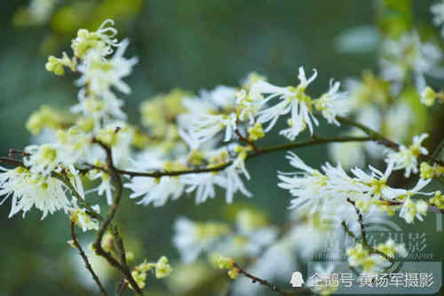  【清新】赣南山间美丽盛开的檵木花，农村人熟悉清新的花朵