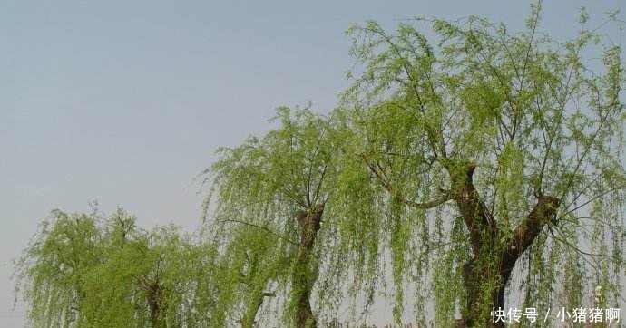 农村老话“生不睡柳, 死不睡杨”啥意思, 有道理吗