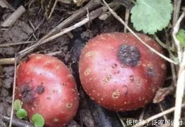  「值钱」树林里，有1种“野地瓜”值钱，1斤卖到“18元”，和鸡蛋一样大！