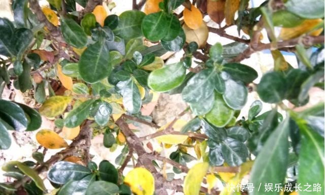 栀子花@新手养栀子,黄叶非常多,4个原因看一看!