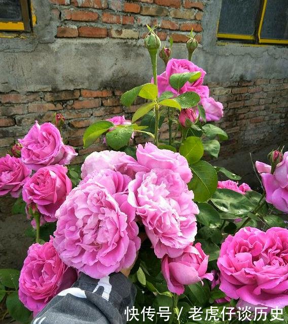 能开出@她花10元买了一种花,随意栽种在花园里,历经2年,开花惊艳全场