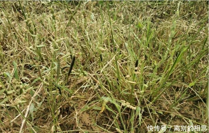  通知@惨！果园生草出大事了，300亩果园损失惨重！请立即通知给