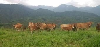  「放牧」一个农村劳动力，生态放牧养殖20头牛，每年能赚多少钱