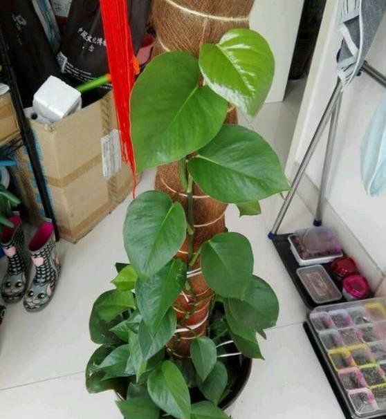 #花友#绿萝虽然很平常,打扮一下也能很惊艳!做一做造型,好看不少哦!