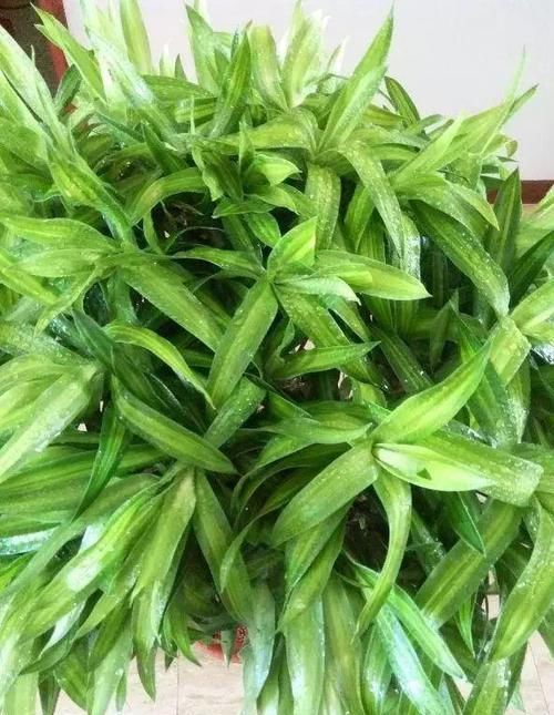  「耐阴」可以在卫生间杀菌的植物？耐阴又杀菌，弱光也能长爆盆