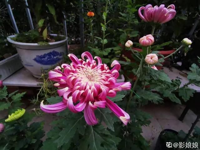 『生活』有一方小院,和你一起养花种草,这样就挺好