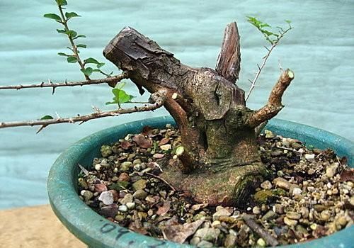 矮霸雀梅养桩到成型——岭南盆景“截干蓄枝”技法全记录！