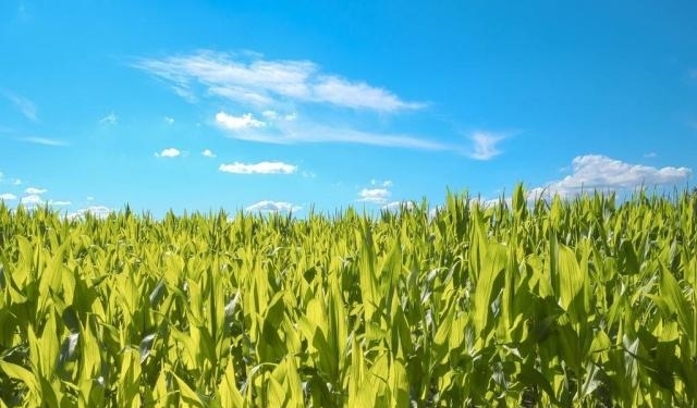 2019年粮食补贴新政策，补贴金额是多少？哪些人可获得专项补贴？