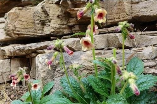  『地黄』农村一种“毛茸茸”的野草，价值十分珍贵，如今60块一斤成稀罕物