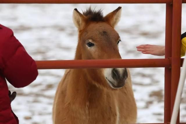 服气！接近零下20度，这台10多万的SUV还敢爬山撒野