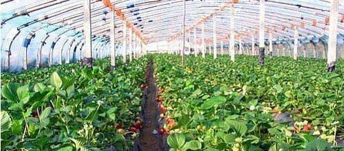 适合农村创业的4大项目，投资低回报高，适合不去打工的年轻人！