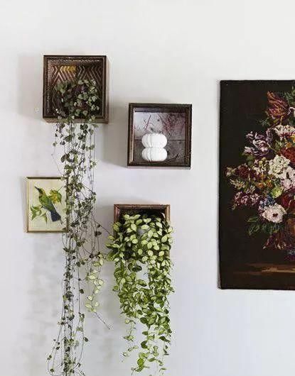  「空间」植物还种在地上？隔壁邻居把植物挂在了墙上，美翻了