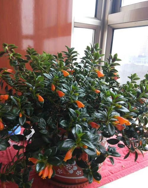  【家庭】吊兰既可以赏花，又可以赏叶，家庭要养护几盆