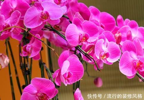  「技巧」家养蝴蝶兰总是养不好？学会这三个小技巧，轻松花开爆满盆