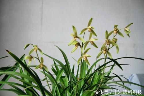 『不当』四月养兰花,养护不当容易烂根,花苞也枯萎,一招教你解决!