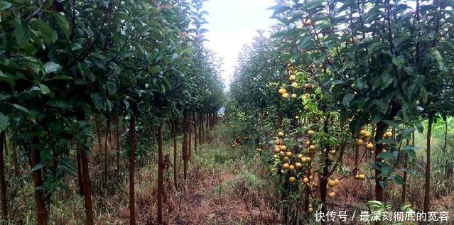 农民不种玉米种它，亩产一万斤，1元一斤收入是玉米的3倍