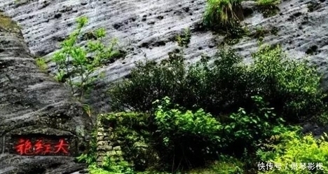 我国6大树中之最：最高的在云南,最毒的在广东,最贵的在福建！