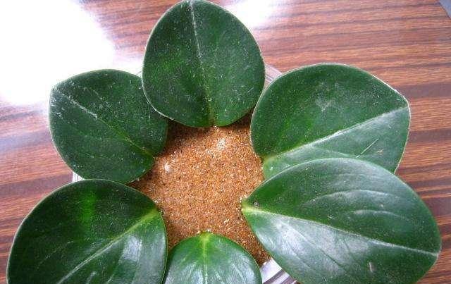 「搞定」4种一插就活的花，一片叶子就搞定，方法简单容易上手