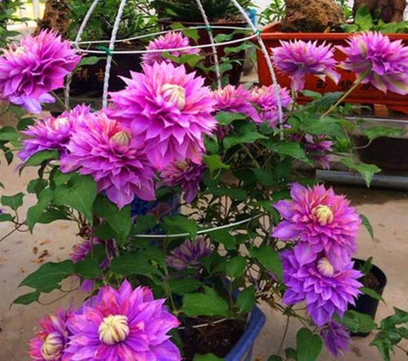  扦插：藤本女王铁线莲这样养，当年开花，花色多彩艳丽，气味芳香怡人