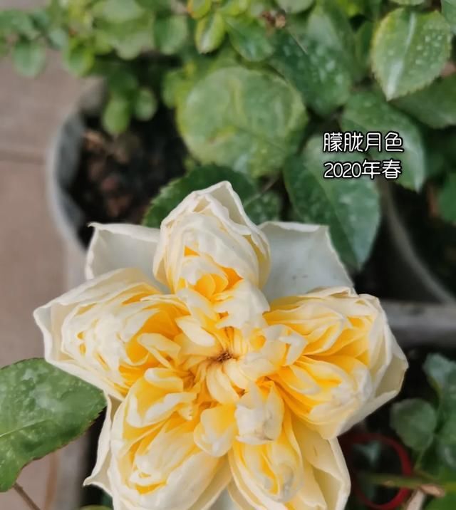 『丰花性好』狼家自育的表现到底如何,戳进来看看花友们的大实话