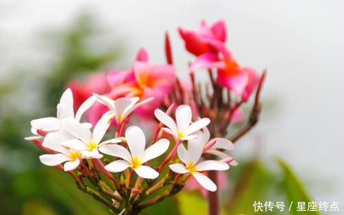  「人在一起」越吵越恩爱，天天吵也分不开，在一起最难分手的四对生肖组合