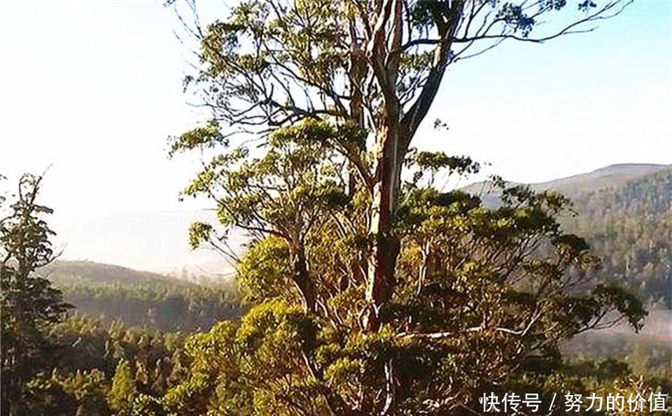  [种植]地球最能吸水的树，能长到将近五十层楼，为何中国却严令