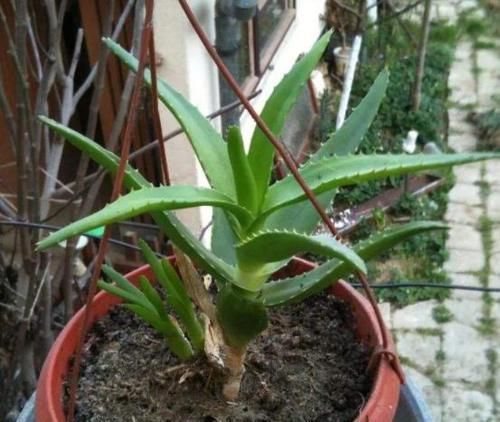  『经验』家庭种植芦荟的关键，在于这3点养护技巧，学会了疯长还少生病