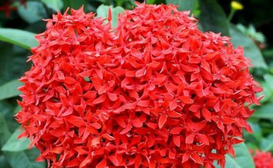 『随便』4种花好养又漂亮,随便养都爆盆,花期长花量大,满屋飘香!
