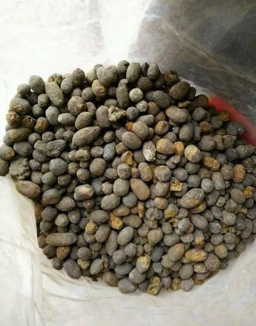  [仙人球开花]仙人球喂点“羊屎豆”，360度开花，下了10个蛋，盆盆饱满可爱
