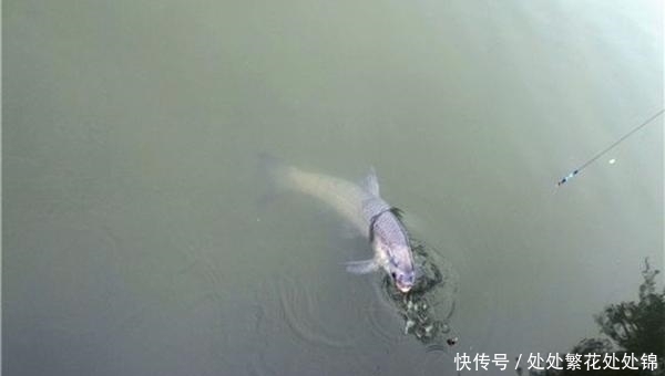 钓法|矶竿滑漂钓法解析:这几大竞争力,让这种钓法成为野钓第一钓法!