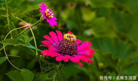 「花型」新手养花就养一盆“秋水明月”,花型饱满,金光灿烂,适合盆栽养