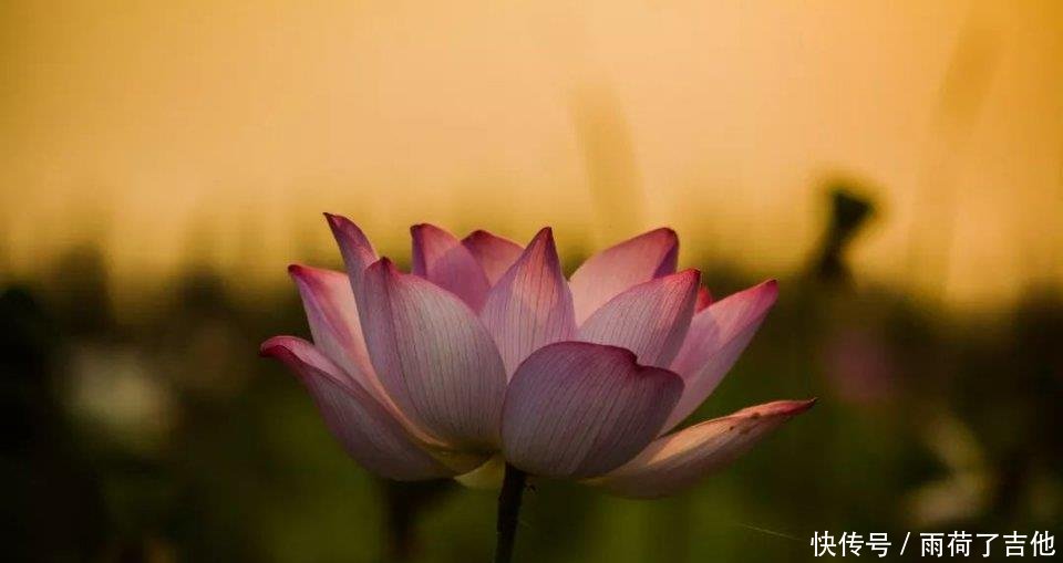 陕西这处千亩荷塘已盛开成海，碧叶连天，人少景美只等你来！