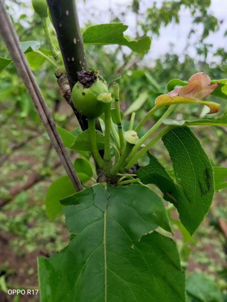  葡萄|葡萄大棚被冰雹打成筛子......一场冰雹 莱西多个乡镇农作物受损