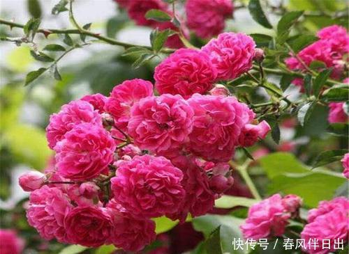  家里■家里养这种花太赚了，全年开花200多天，还能飘香满屋