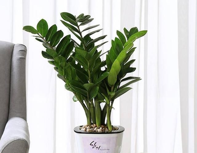  『植物』叶子发黄萎蔫，观赏性降低，该怎么办？